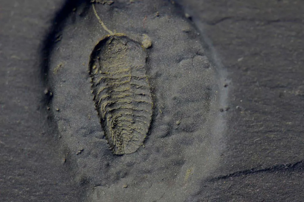 Eight Rare Pyritized Trilobites