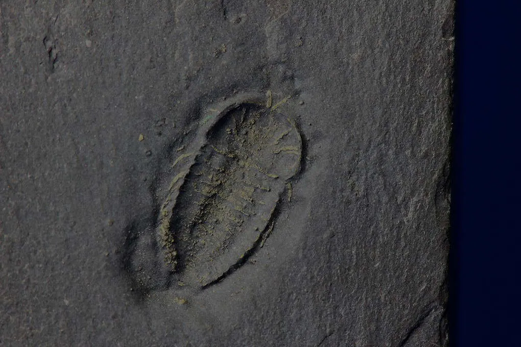 Eight Rare Pyritized Trilobites