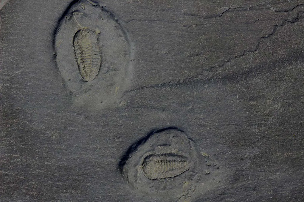 Eight Rare Pyritized Trilobites