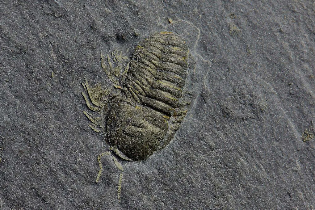 Eight Rare Pyritized Trilobites